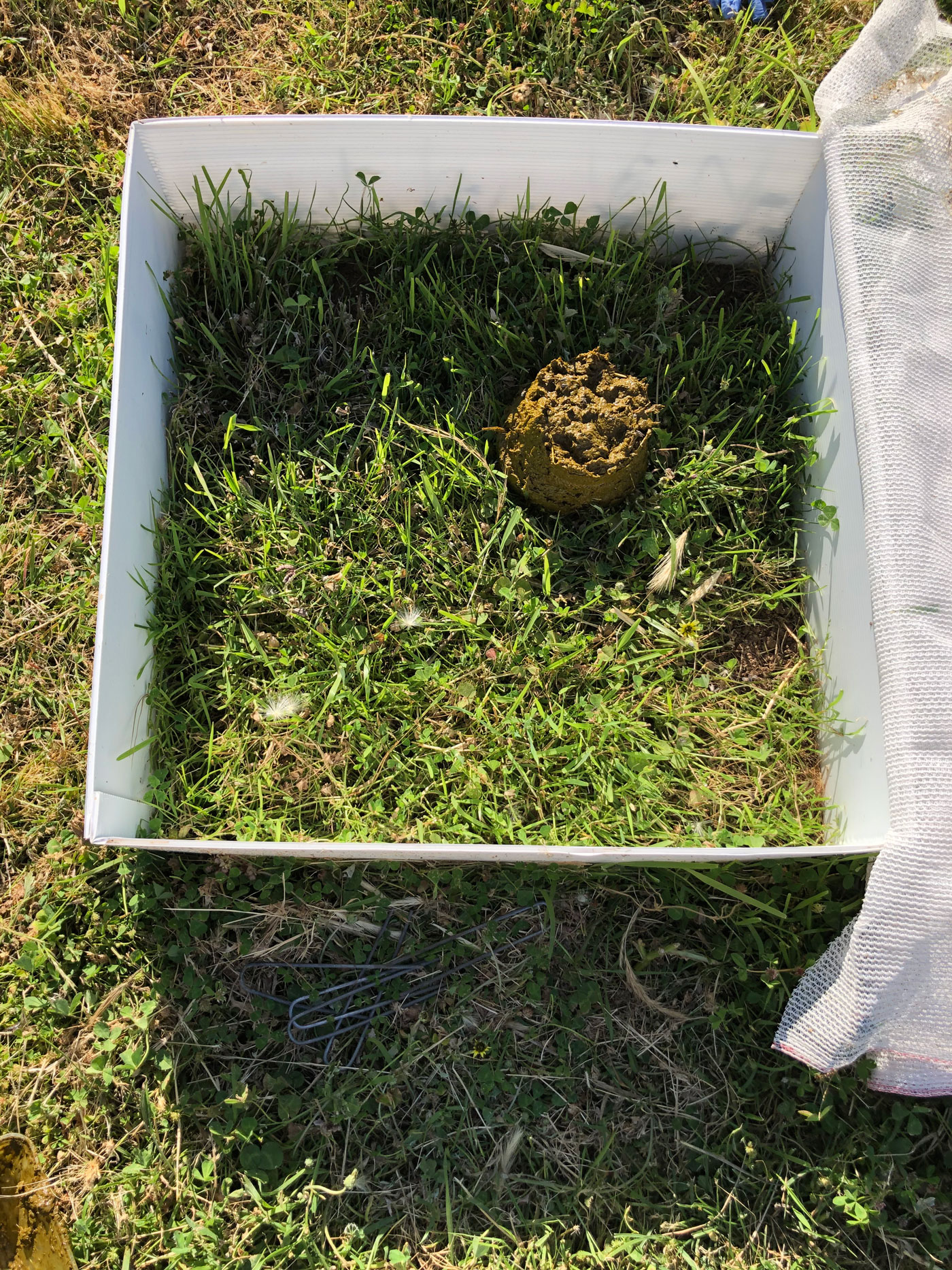 Fig. 2. Fresh cattle dung added to the appropriate mesocosm unit