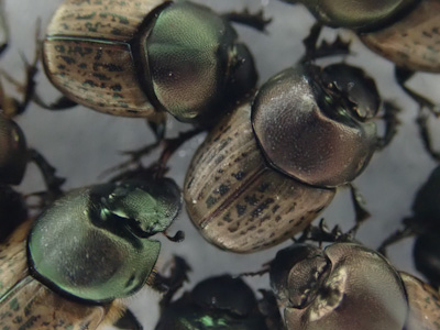 Onthophagus vacca comes in a range of colours.