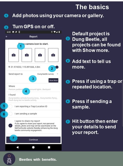 PRO TIPS: Make sure your photos are in focus. Samples are welcome even if no dung beetles are found in your trap. The DBEE team is also monitoring occurance of other insects that are found around dung.