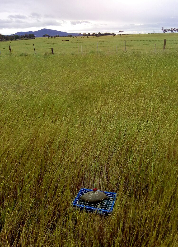 Trap in green pasture near the You Yangs, Victoria