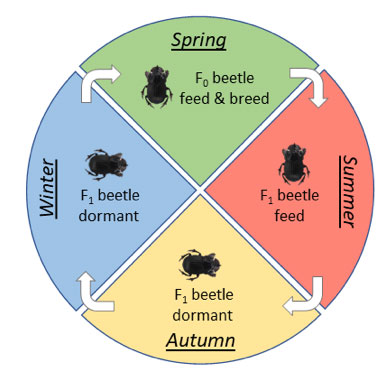 Figure 1:  The life cycle of O. vacca.