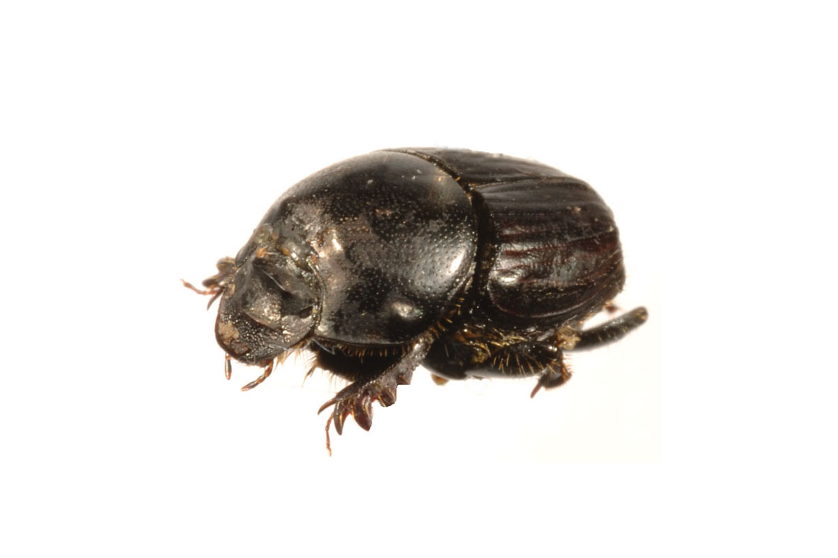 Onthophagus taurus dung beetle
