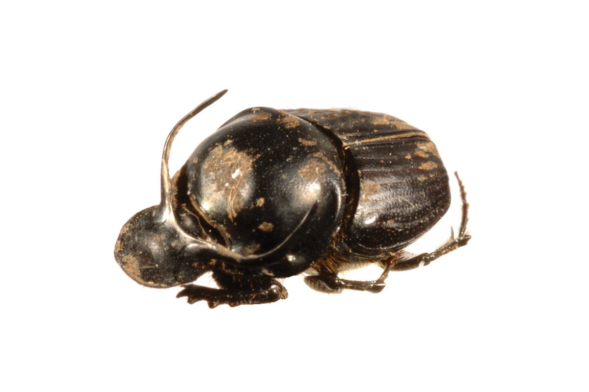 Onthophagus taurus, the bullhorned dung beetle | Dung Beetle Ecosystem Engineers