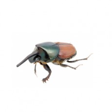 Onthophagus nigriventris