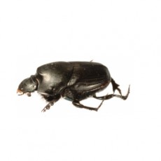 Onthophagus binodis Female