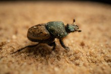 O vacca dung beetle