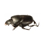 Onthophagus binodis female