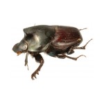Onthophagus binodis male