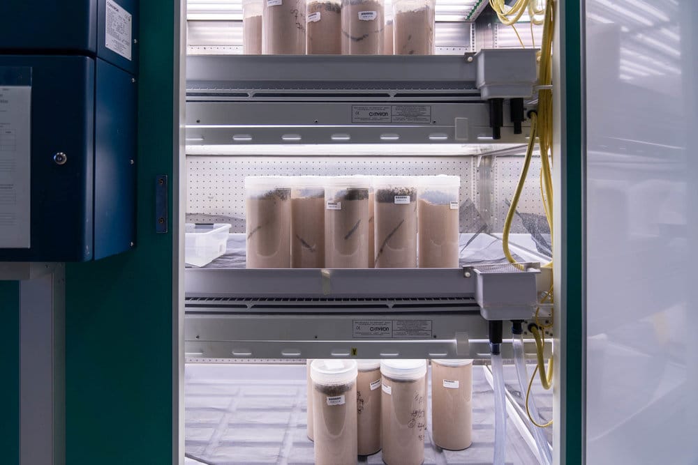 Mass rearing in a controlled climate. Note the tunnelling visable in the jars.