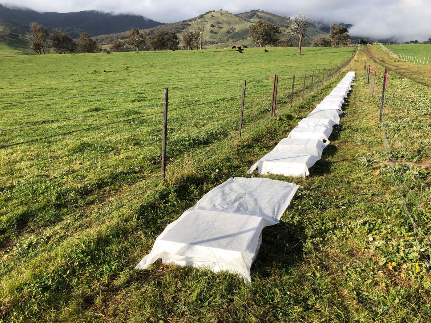 Fig. 1. Establishment of the mesocosms at Rennylea Angus farm