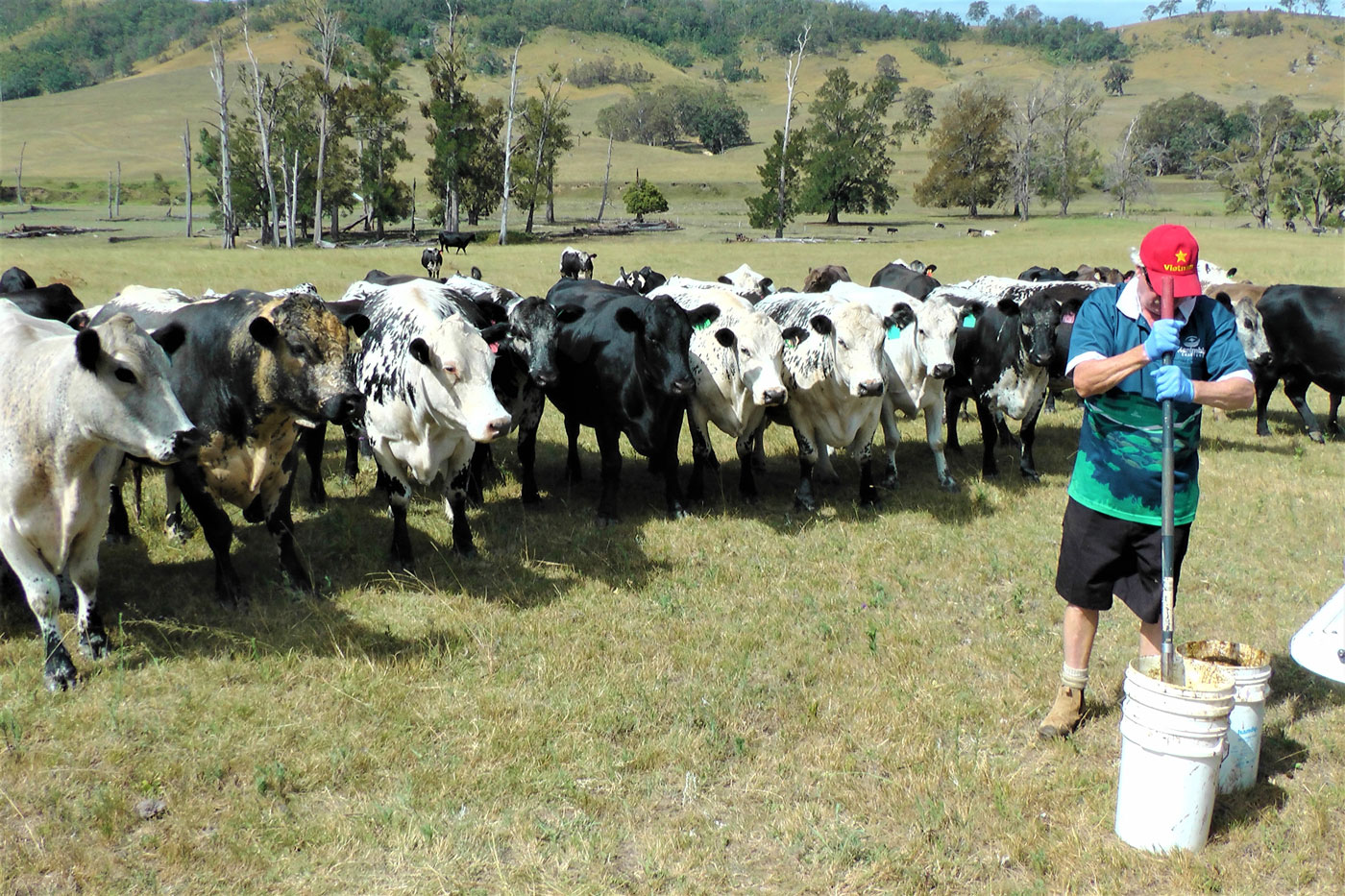 Figure 2:  DBEE staff member Graeme Heath, under close observation, preparing a release site in southern NSW.