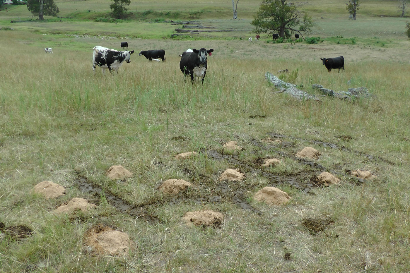 Figure 3: Release site in southern NSW