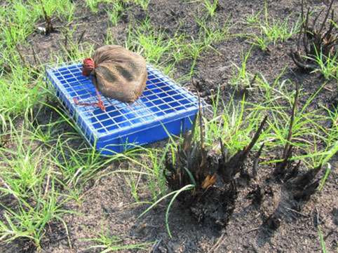 b) A site near Cobargo in the Bega Valley, February 2020 (location 9, Figure 2).  Despite the pasture being entirely burned a month earlier, 30 dung beetles were recovered at this location during a 4 hour trapping event.