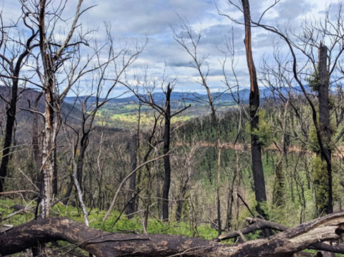 c) Descending toward Yowrie through Wadbilliga National Park, February 2021.  One year later, the impacts of the fires are evident here, while the pastures in the valley below have recovered and have been restocked.