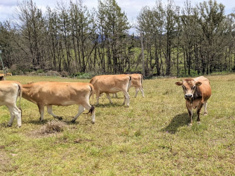 d) Yowrie in the Bega Valley, February 2021 (near location 26, Figure 2).  The area was entirely burned out in January 2020 with devastating stock and property losses. The pastures now support an abundance and diversity of dung beetles similar to nearby areas unaffected by the fires.