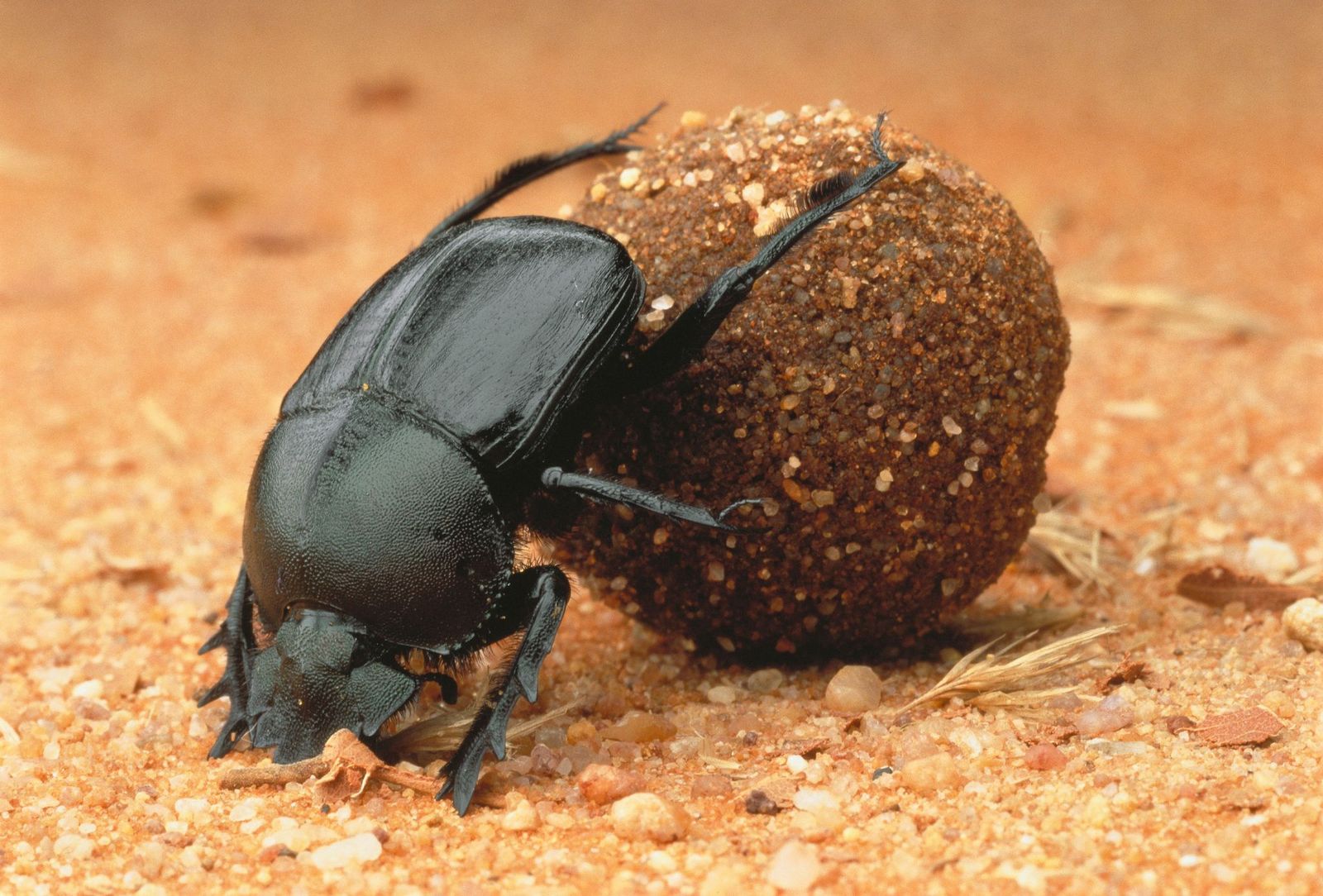 Dung Roller