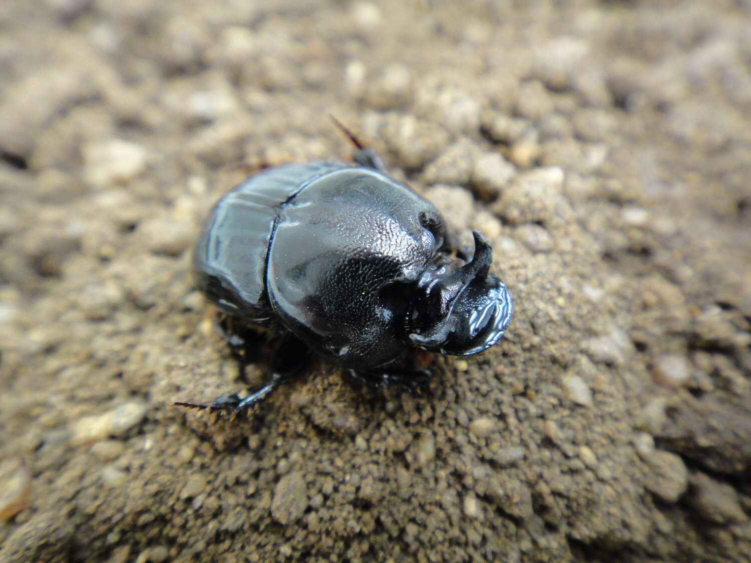 Male Bubas bubalus. Photo: Patrick Gleeson, CSIRO