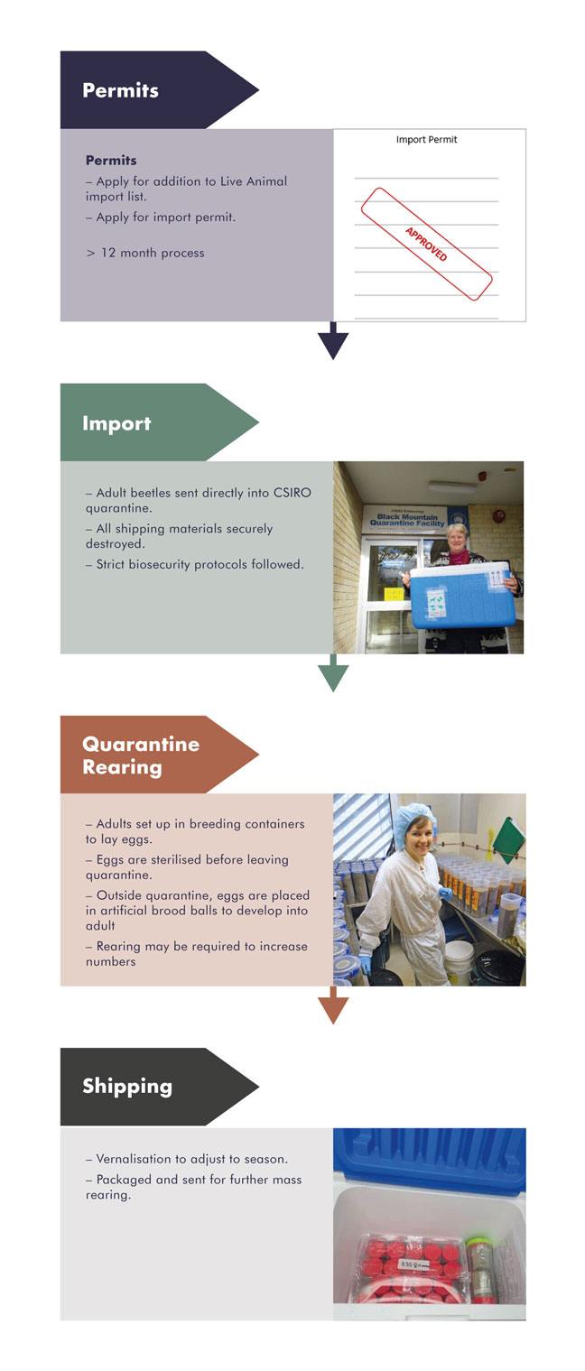 Importing process in Australia