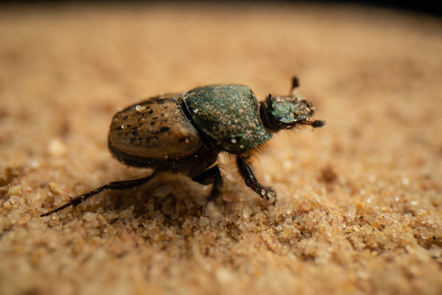 Onthophagus vacca.