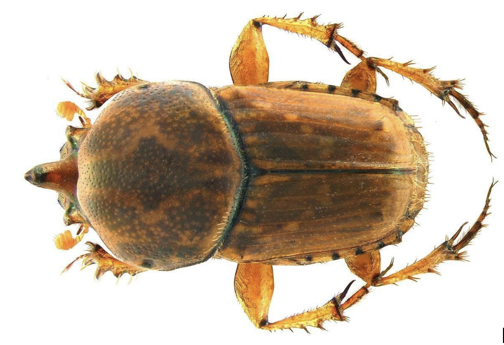 Euoniticellus