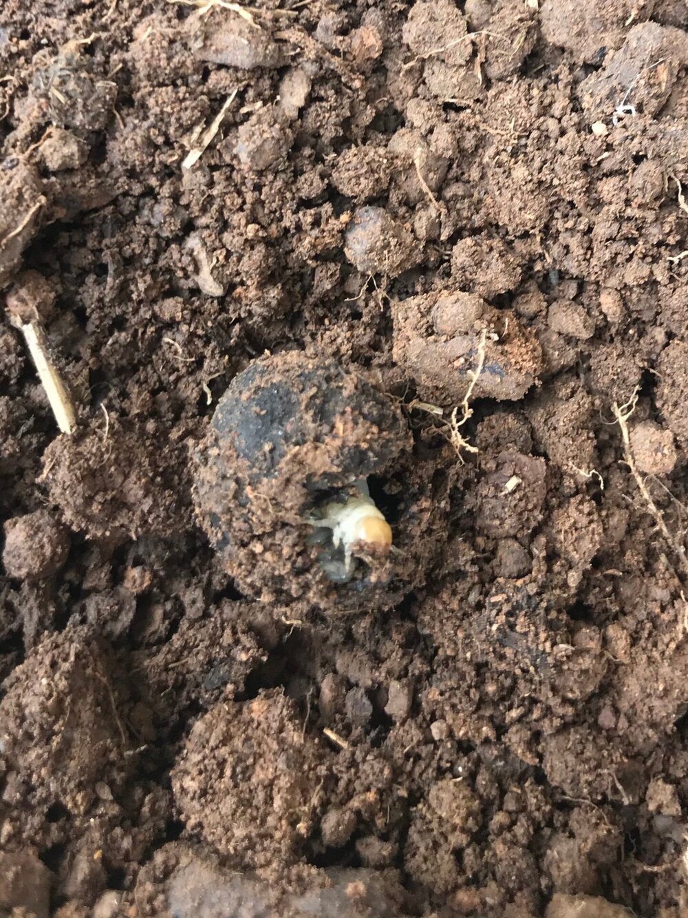 Brood ball with a developing larva, evidence the beetles are breeding