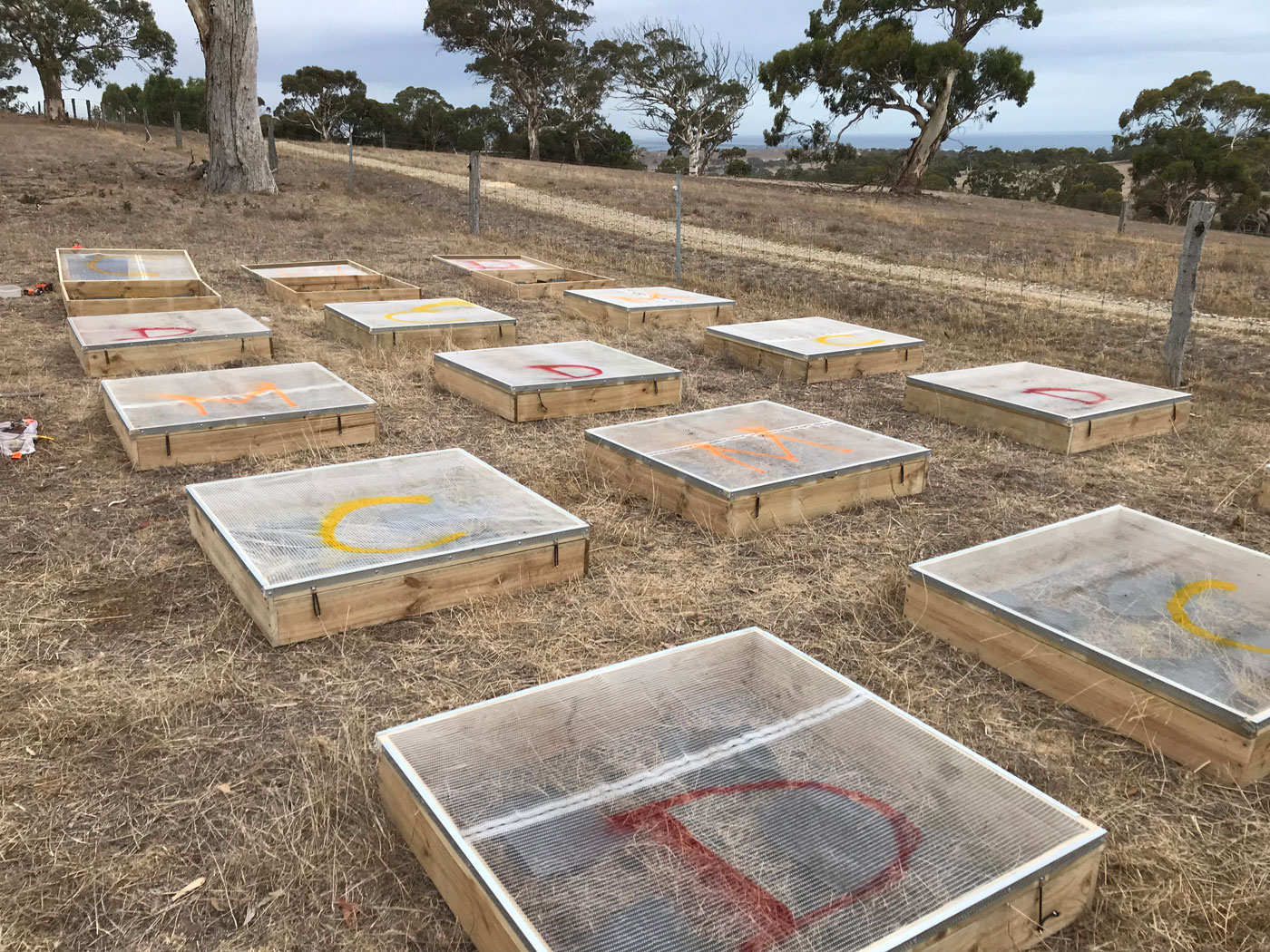 On-farm nurseries are used to protect newly released beetles as they adjust to field conditions.