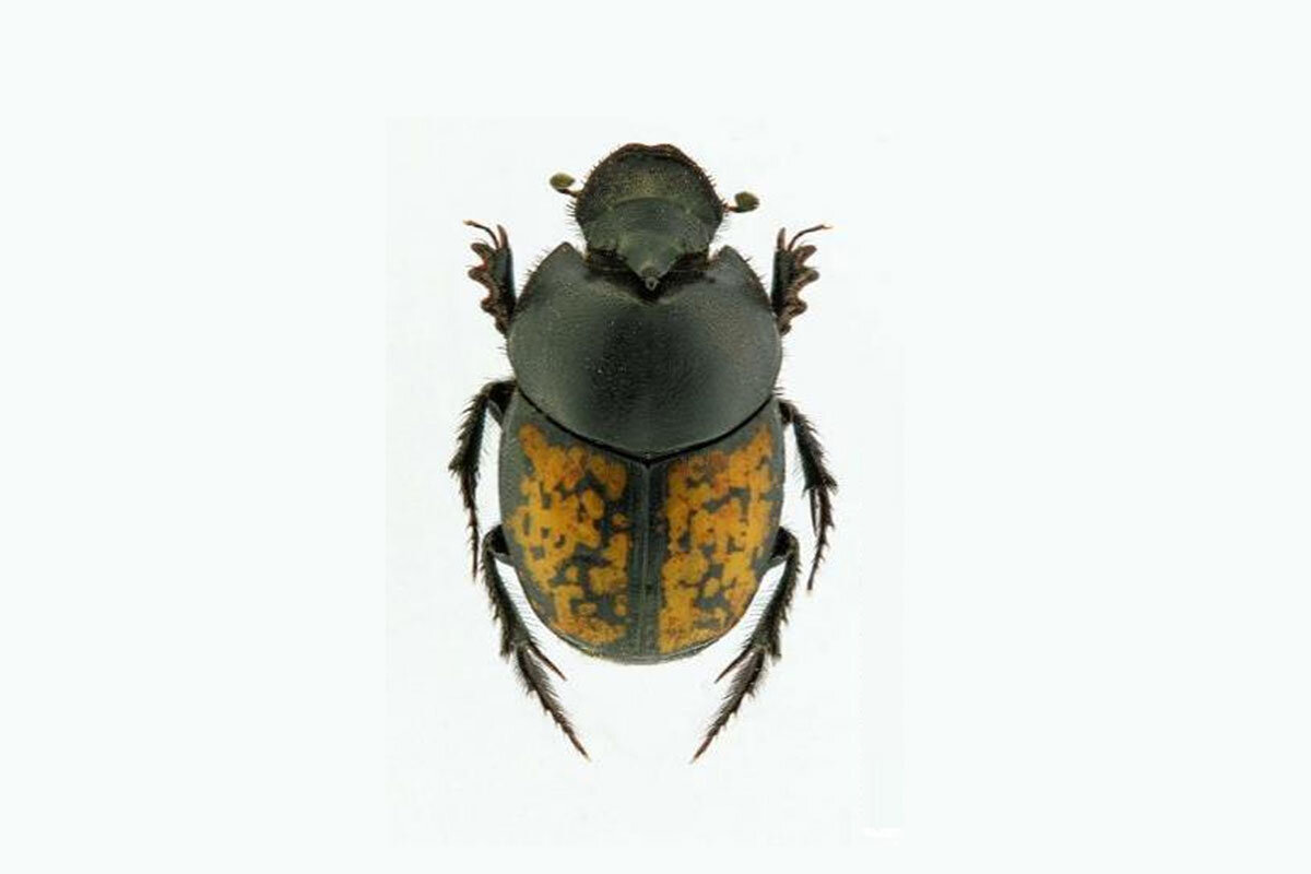 Onthophagus marginalis subsp. andalusicus (we’ll just call it O. andalusicus)