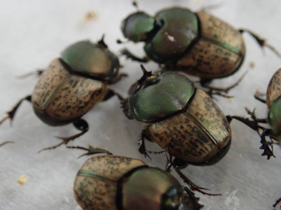 Onthophagus vacca males have a single horn.