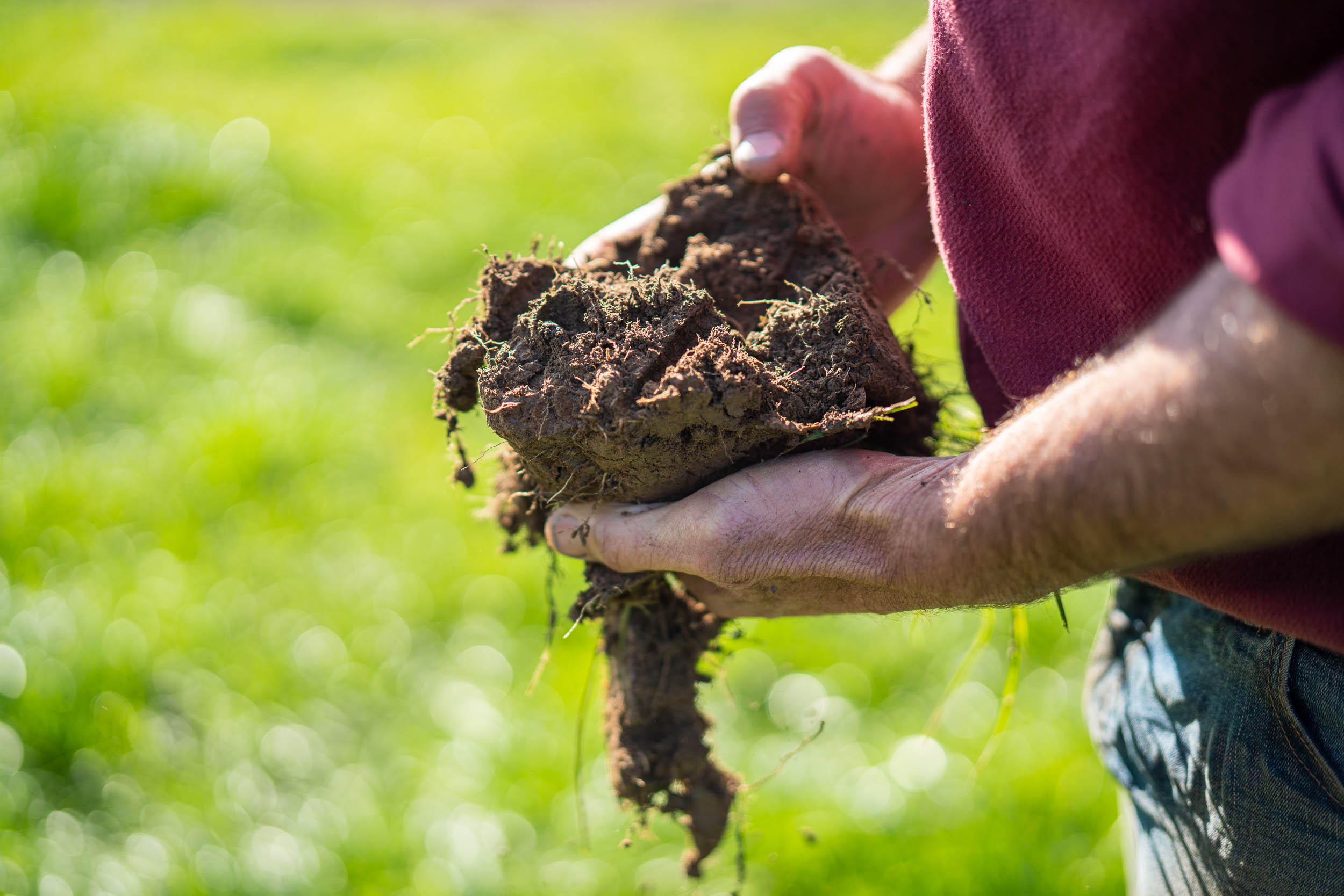 Phil Davis – Livestock producer with dung beetles