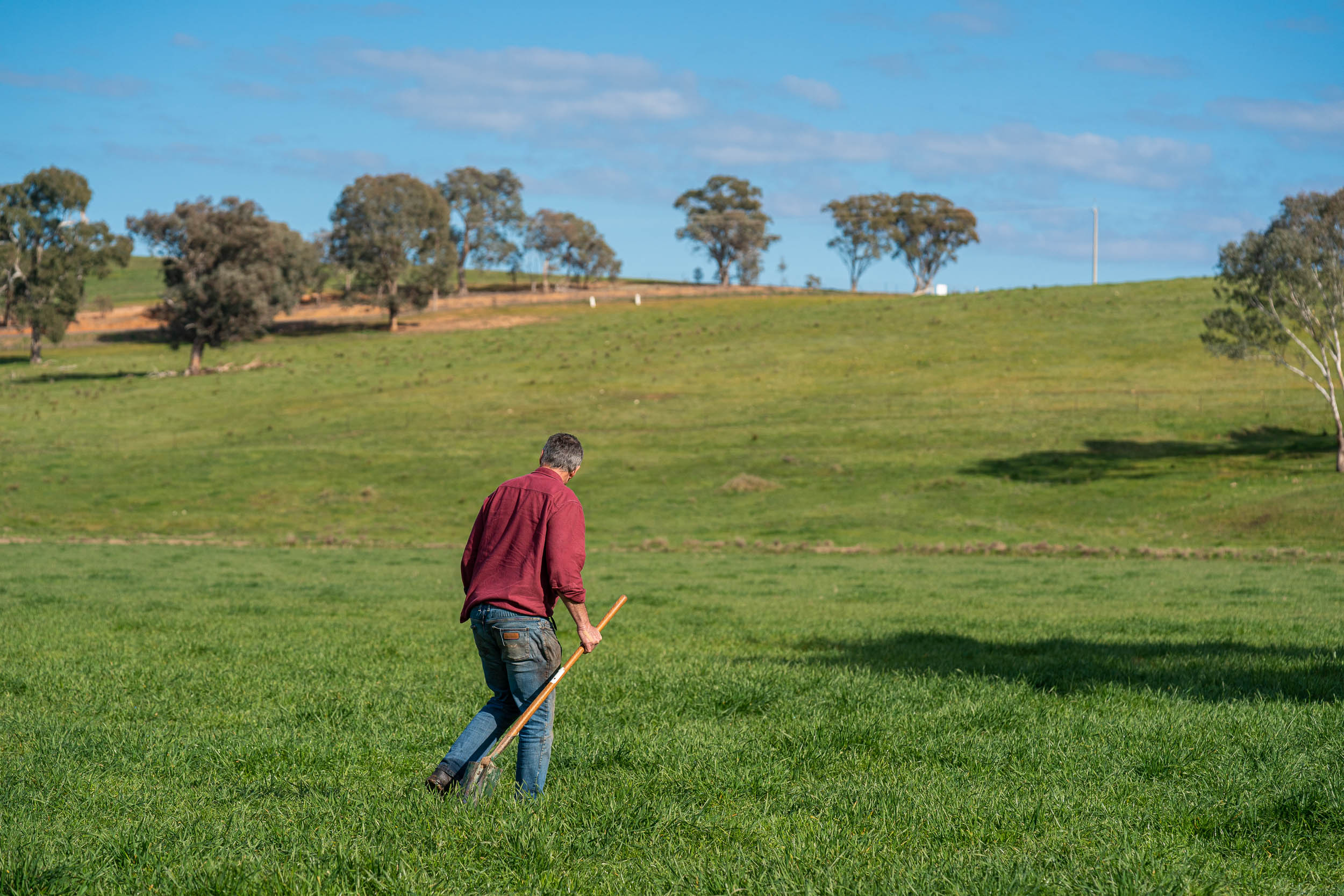 Livestock producer | Tarcutta property