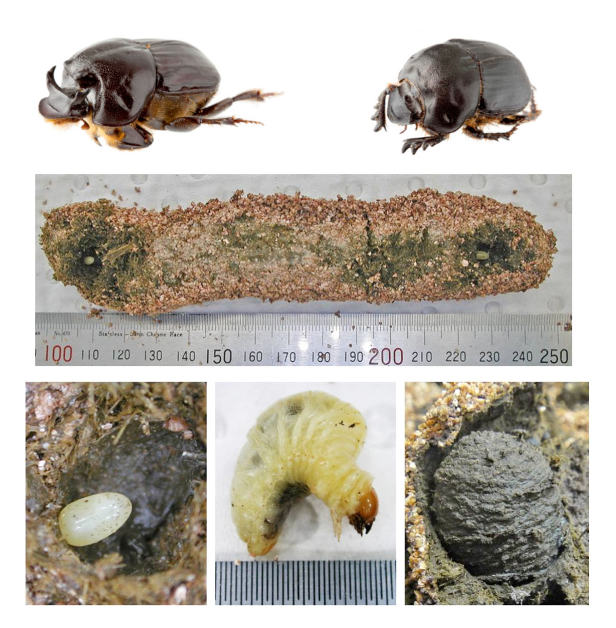 Figure 2. Bubas bubalus life stages. Top left, adult male. Top right, adult female. Middle, natural brood mass with brood chamber dissected at each end revealing the egg. Bottom left, egg in brood chamber. Bottom middle, late instar larva. Bottom right, faecal shell. Source: Taken from Wright et al. 2015