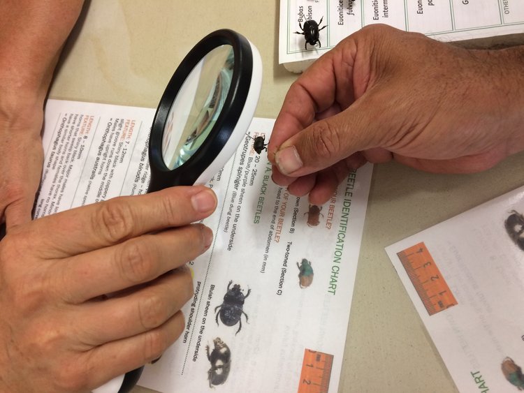 Identification sometimes requires checking little details such as the dorsal hairs.