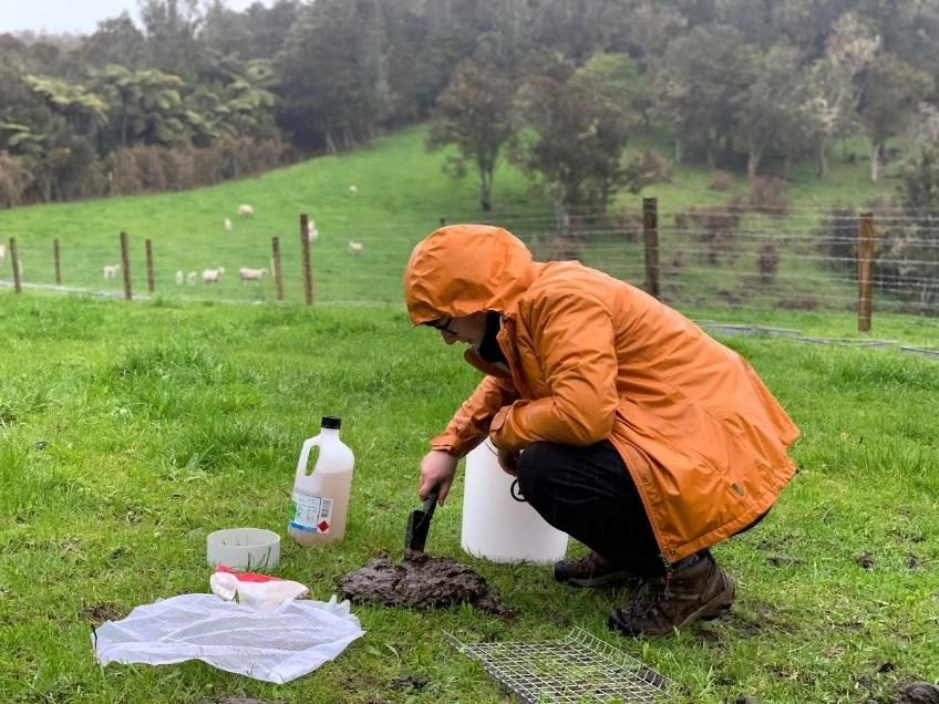 Identifying the dung beetles collected in pitfall traps