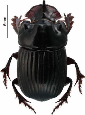 The Mexican dung beetle, Copris incertus