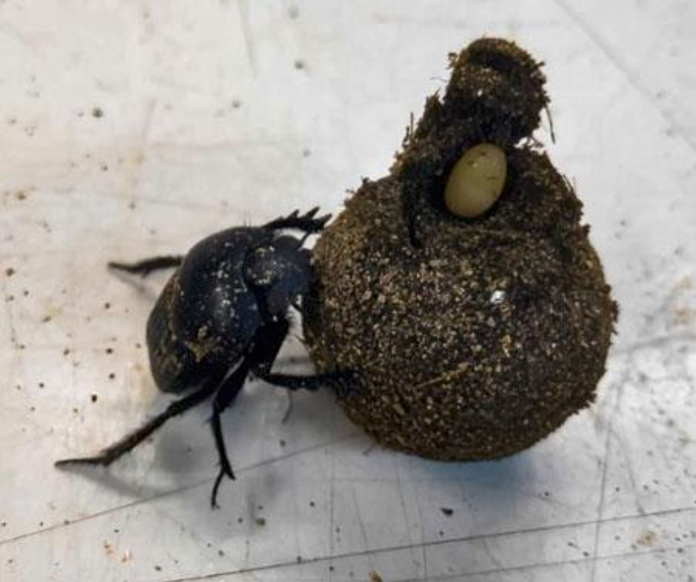 Scarabeus laticollis with brood ball and egg