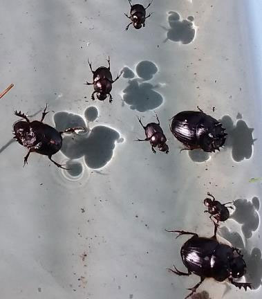 Figure 1: Overnight pitfall trapping with two dung beetle species, Onthophagus taurus (small) and the native Onthophagus mniszechi (large).