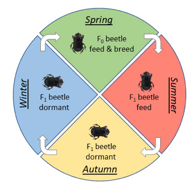 Figure 1: The life cycle of O. vacca.