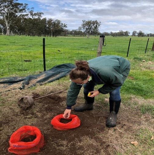 Each soil core is inoculated with 10 beetles and 2 litres of dung. The beetles breed in the soil in the bag. After 8 and 12 weeks the bag is dug up and assessed. Any signs of development, number of brood balls, larvae or pupae as well as remining adults tells us how well the beetles are developing.