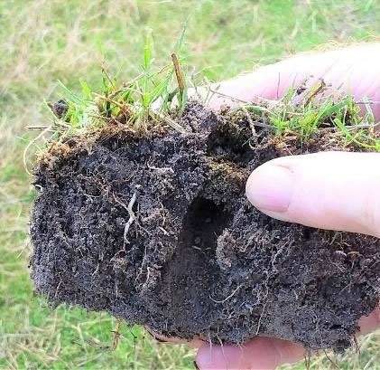 Figure 3: Dung being taken down a beetle tunnel.