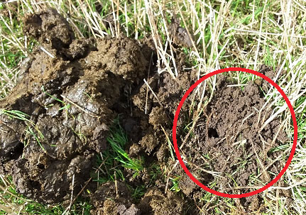 Figure 2: Tunnelling activity (circled) adjacent to sheep dung.