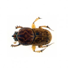 Euoniticellus intermedius