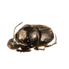 Onthophagus taurus Male