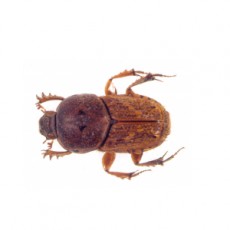 Euoniticellus africanus