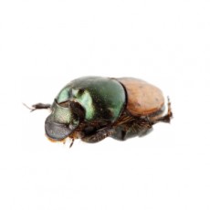 Onthophagus vacca female