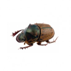 Onthophagus obliquus