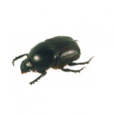 Onitis pecuarius Male