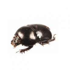 Geotrupes spiniger