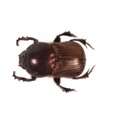 Onitis aygulus Male