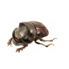Copris hispanus | Dung beetle