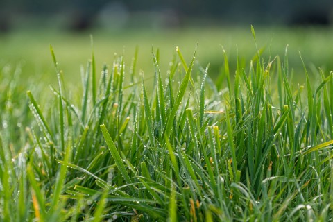 pasture growth - dung beetles